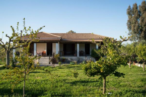 Olive Grove Zakynthos